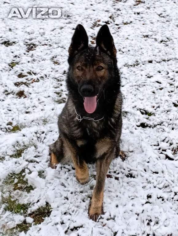 Foto inzerátu Německý ovčák štěnata s pp