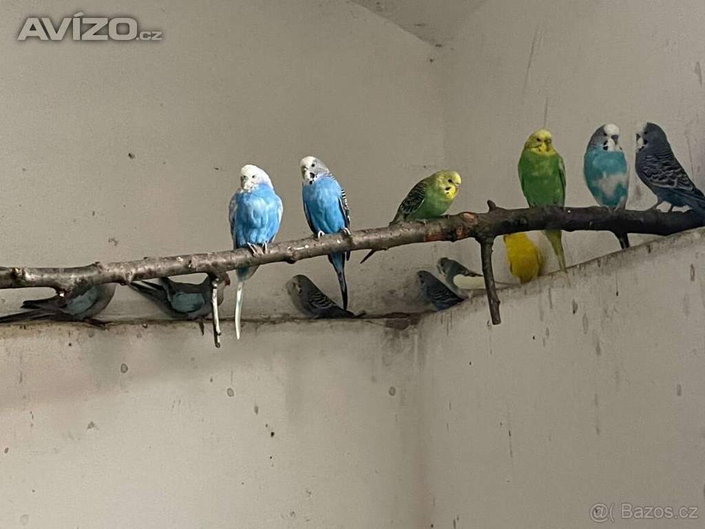 Foto inzerátu papoušek Vlnkovany-andulka