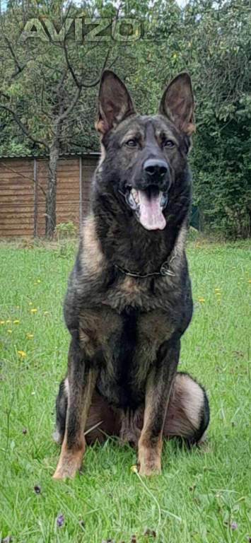 Foto inzerátu Štěňátka NO s PP