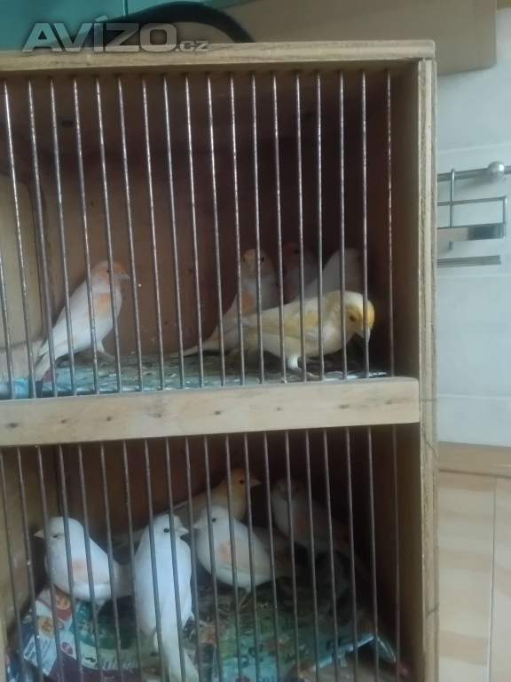 Foto inzerátu Prodám letošní kanáry rok 