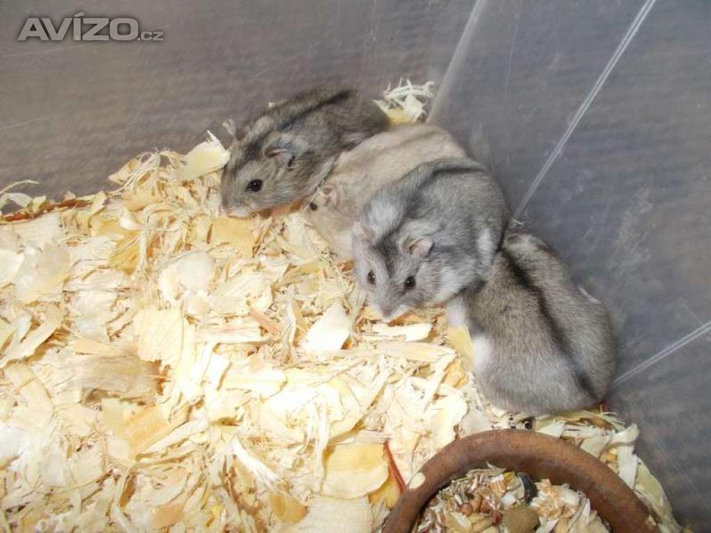 Foto inzerátu Křečík džungarský