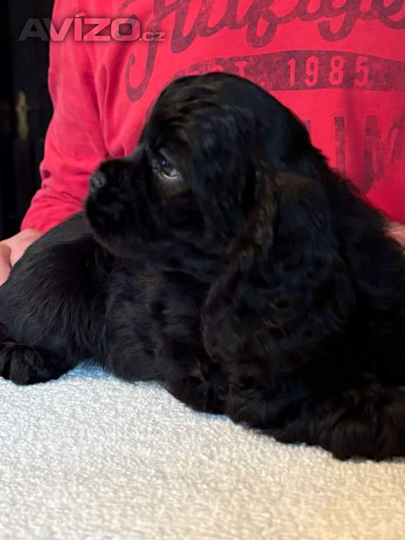 AMERICKÝ KOKRSPANEL S PP