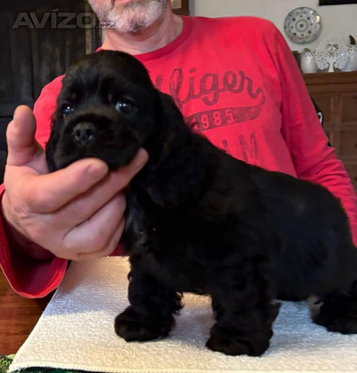 Foto inzerátu AMERICKÝ KOKRSPANEL S PP