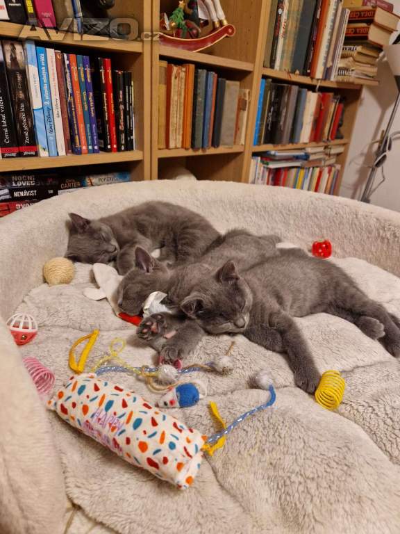 Foto inzerátu Britská koťátka