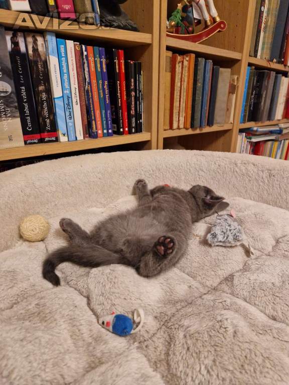 Foto inzerátu Britská koťátka