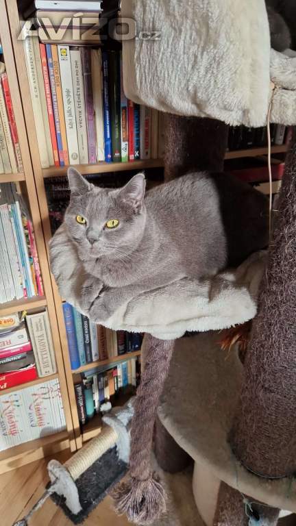 Foto inzerátu Britská koťátka