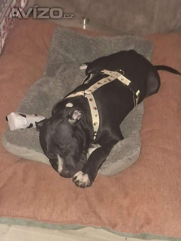 Foto inzerátu Staford