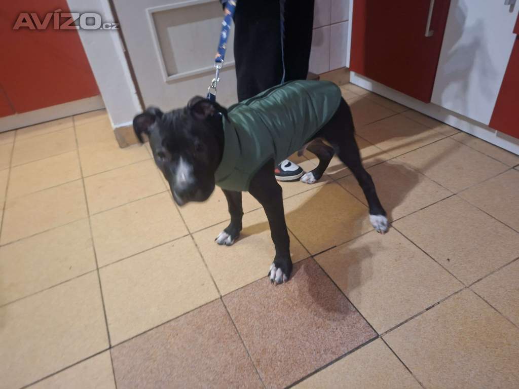 Foto inzerátu Staford