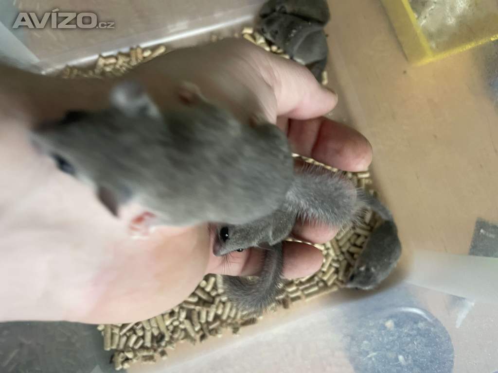 Foto inzerátu Plsik africky 