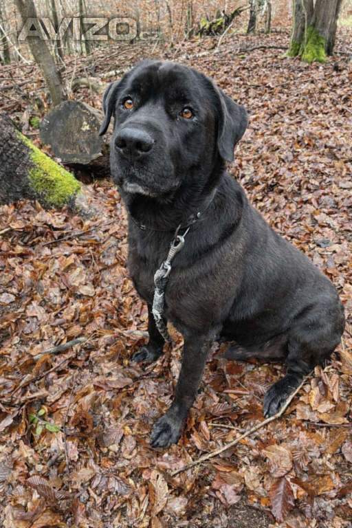 Foto inzerátu JACK - +-50 kg, kastrovaný psík 6 let 