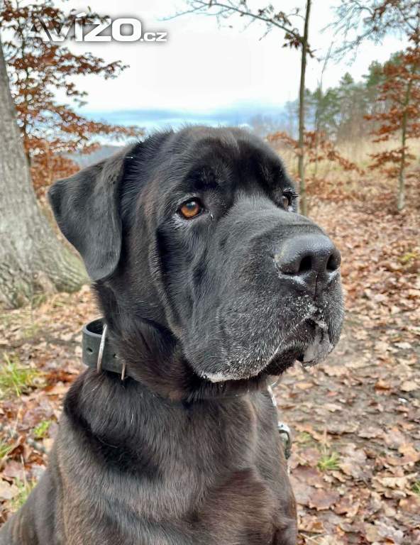 Foto inzerátu JACK - +-50 kg, kastrovaný psík 6 let 