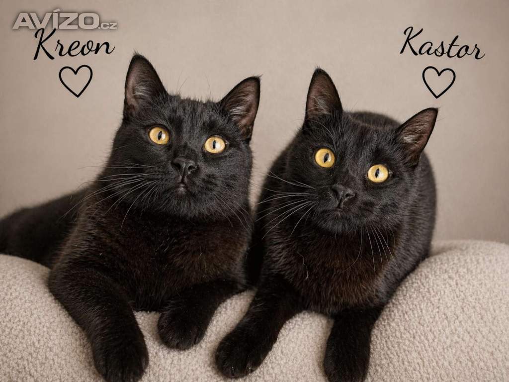 KASTOR a KREON - kastrovaní kocourci 11 měsíců 