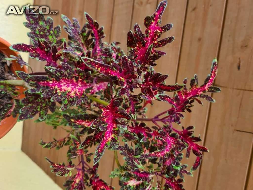 Foto inzerátu Coleus - Africká okrasná kopřiva