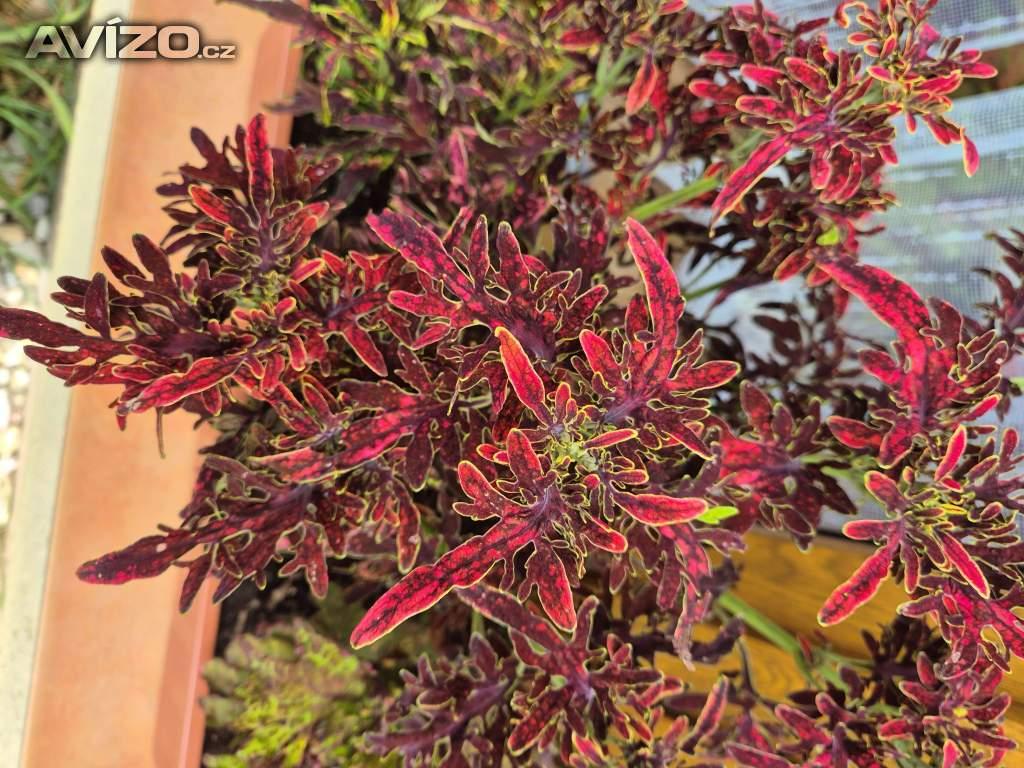 Foto inzerátu Coleus - Africká okrasná kopřiva