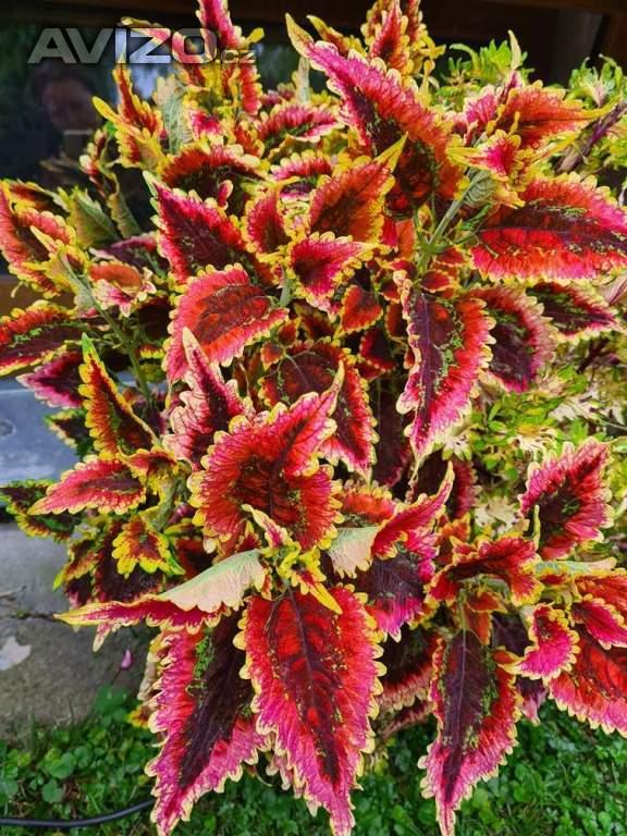 Foto inzerátu Coleus - Africká okrasná kopřiva