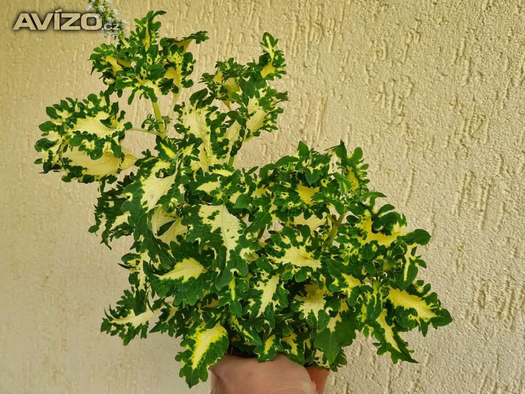 Foto inzerátu Coleus - Africká okrasná kopřiva