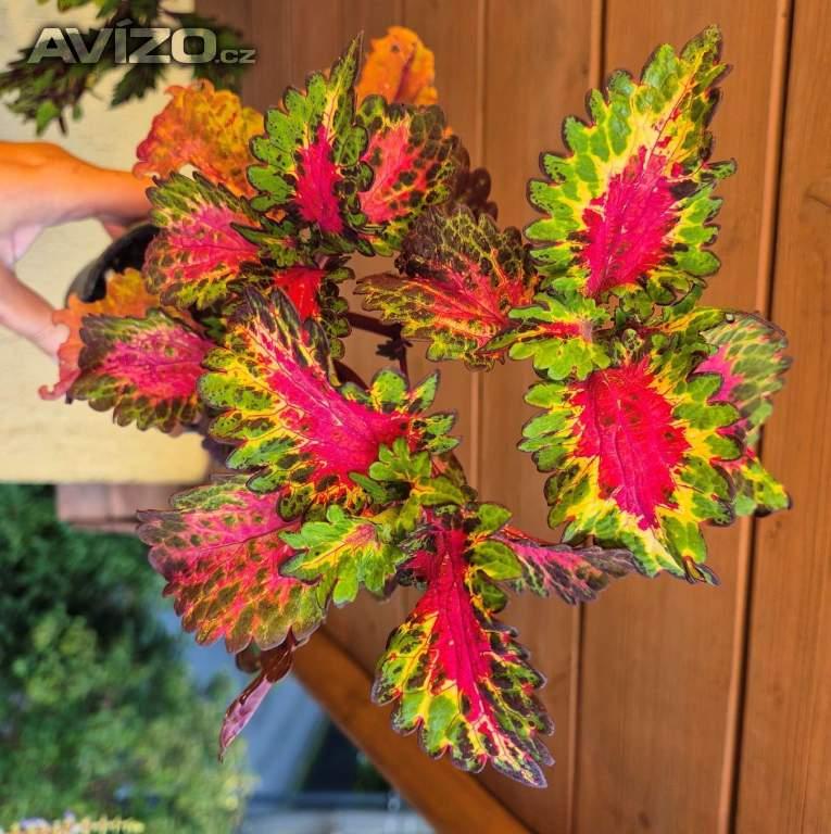 Foto inzerátu Coleus - Africká okrasná kopřiva