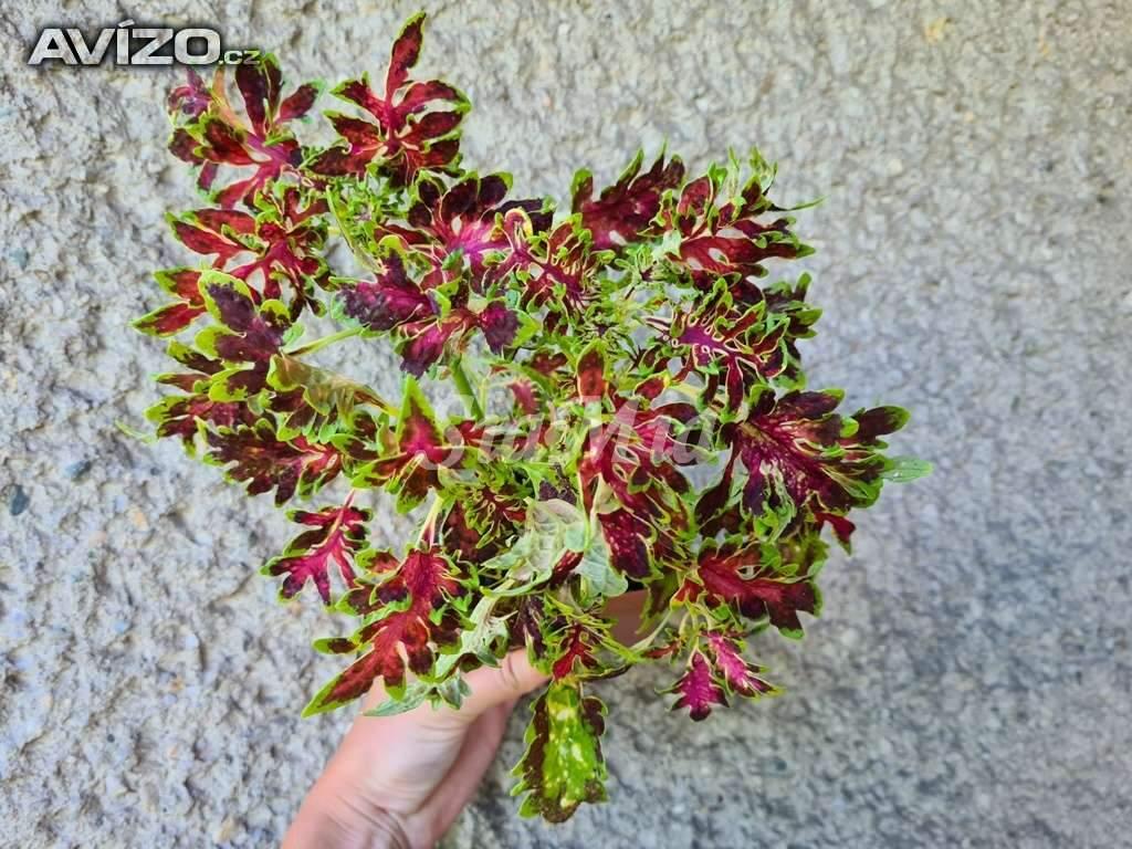 Foto inzerátu Coleus - Africká okrasná kopřiva