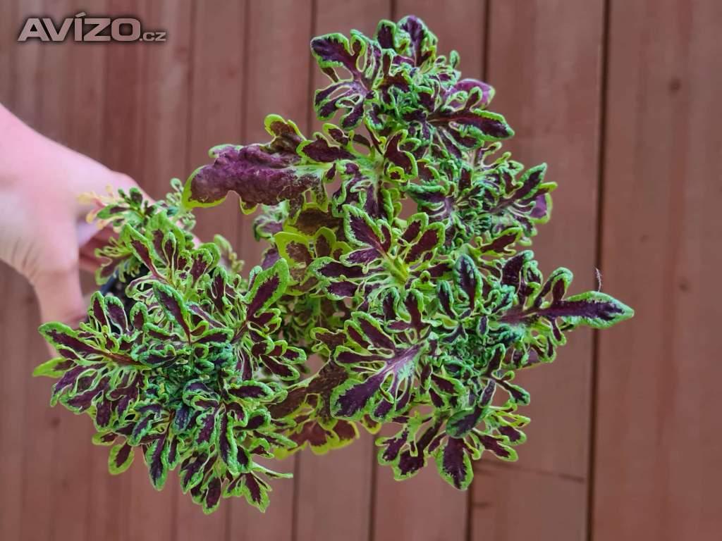 Foto inzerátu Coleus - Africká okrasná kopřiva