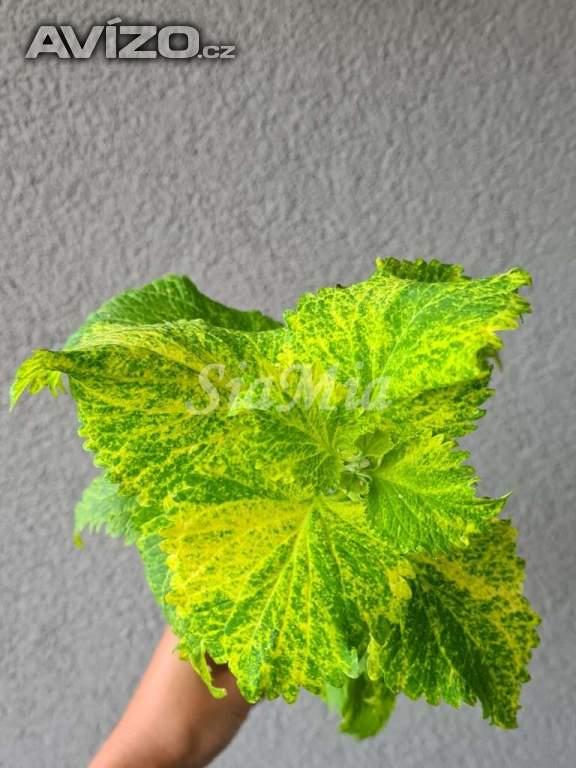 Foto inzerátu Coleus - Africká okrasná kopřiva