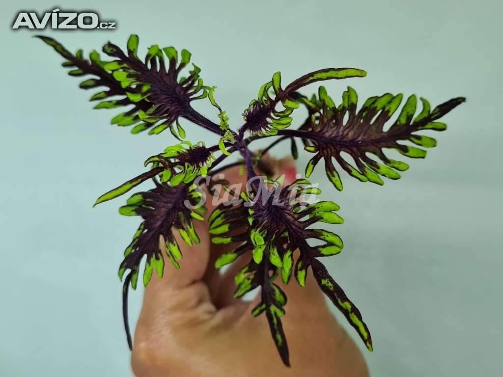 Foto inzerátu Coleus - Africká okrasná kopřiva