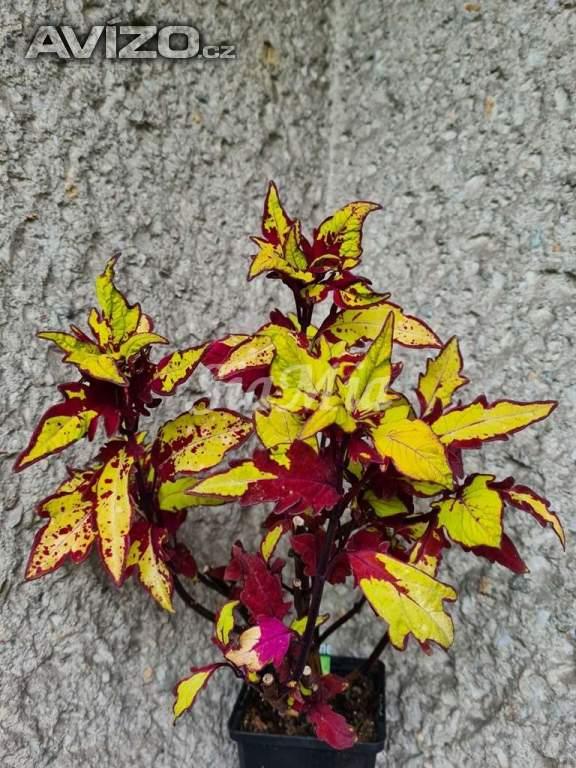 Foto inzerátu Coleus - Africká okrasná kopřiva