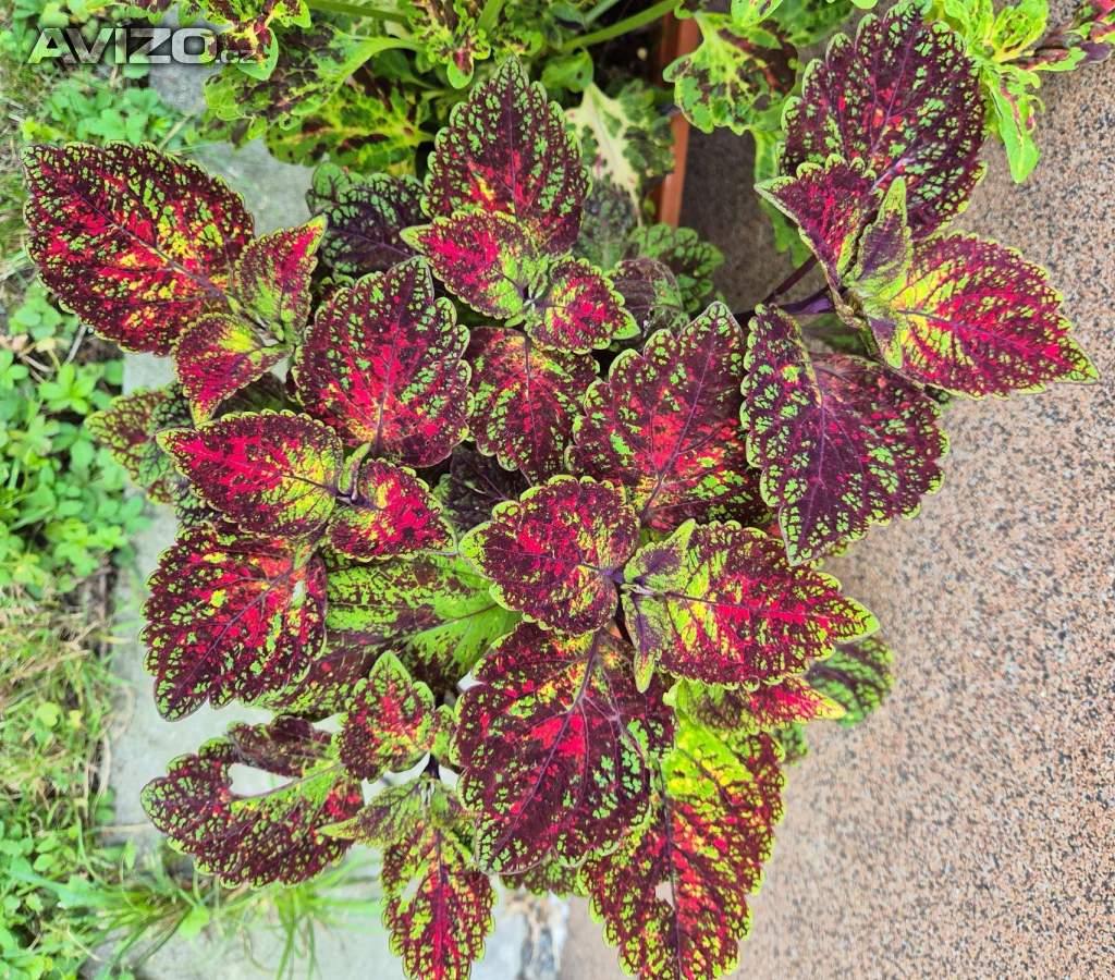 Foto inzerátu Coleus - Africká okrasná kopřiva