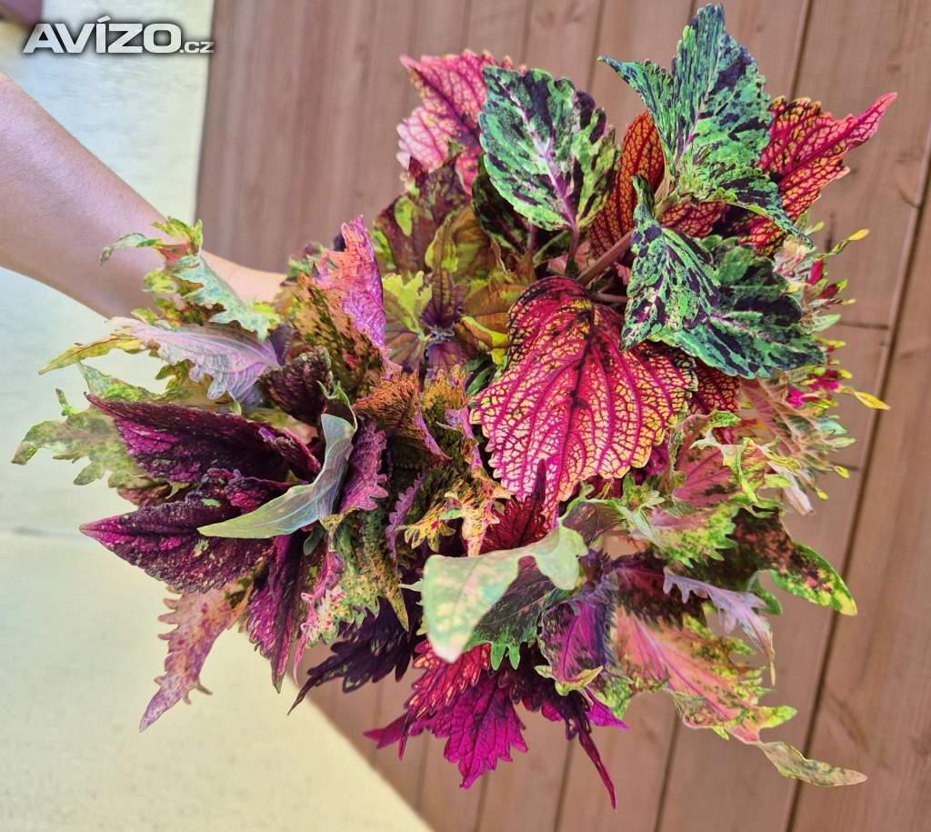 Foto inzerátu Coleus - Africká okrasná kopřiva