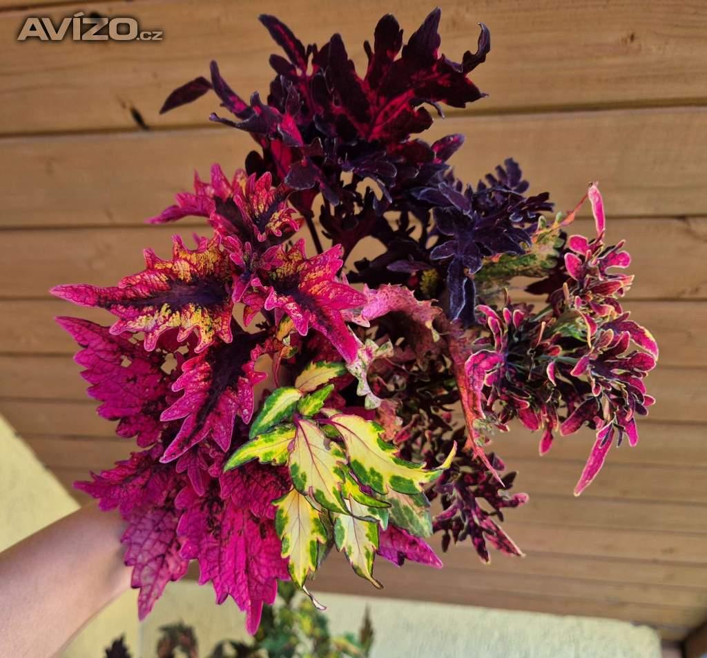 Coleus - Africká okrasná kopřiva