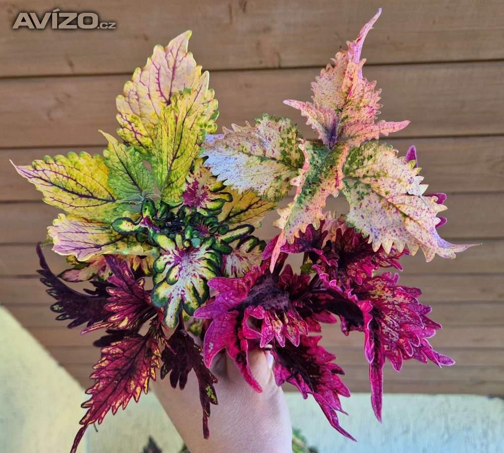 Foto inzerátu Coleus - Africká okrasná kopřiva