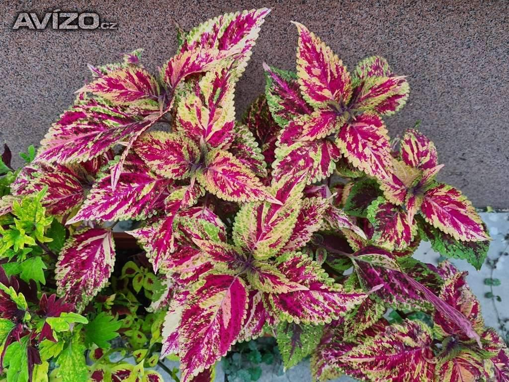 Foto inzerátu Coleus - Africká okrasná kopřiva