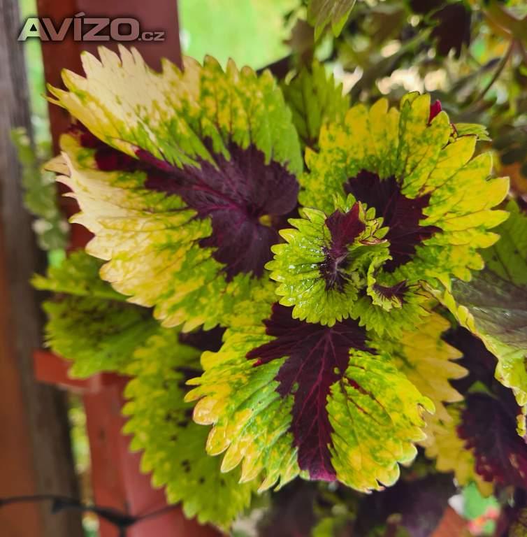 Foto inzerátu Coleus - Africká okrasná kopřiva