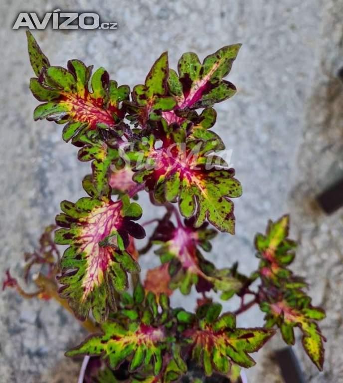 Foto inzerátu Coleus - Africká okrasná kopřiva