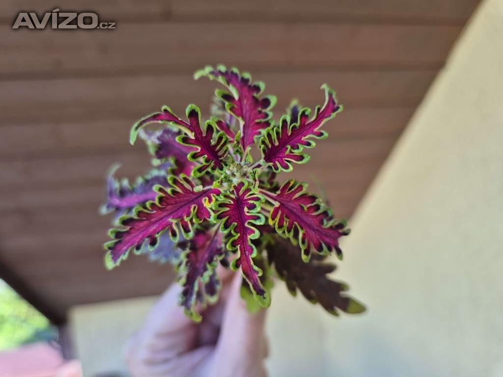 Foto inzerátu Coleus - Africká okrasná kopřiva
