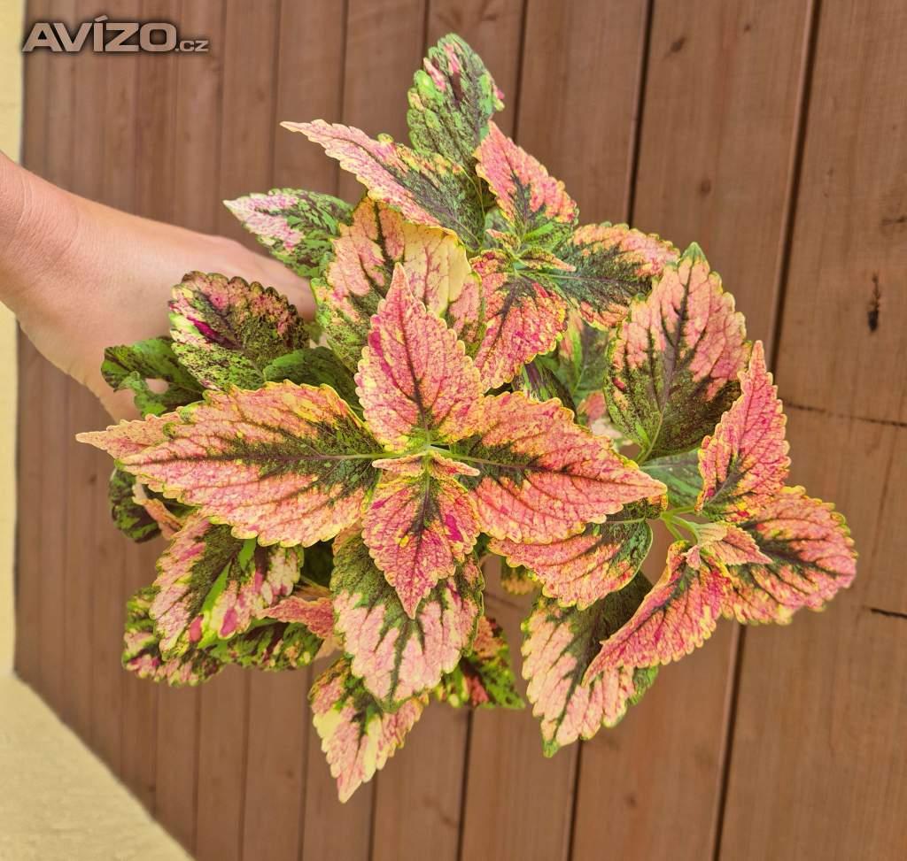 Foto inzerátu Coleus - Africká okrasná kopřiva