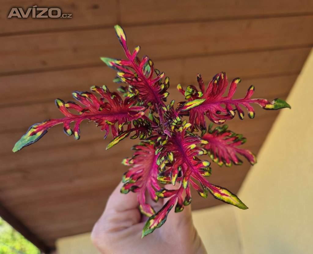 Foto inzerátu Coleus - Africká okrasná kopřiva