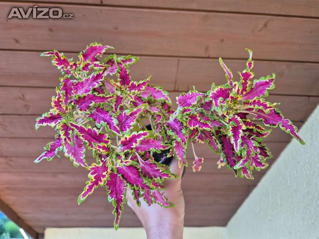 Foto inzerátu Coleus - Africká okrasná kopřiva
