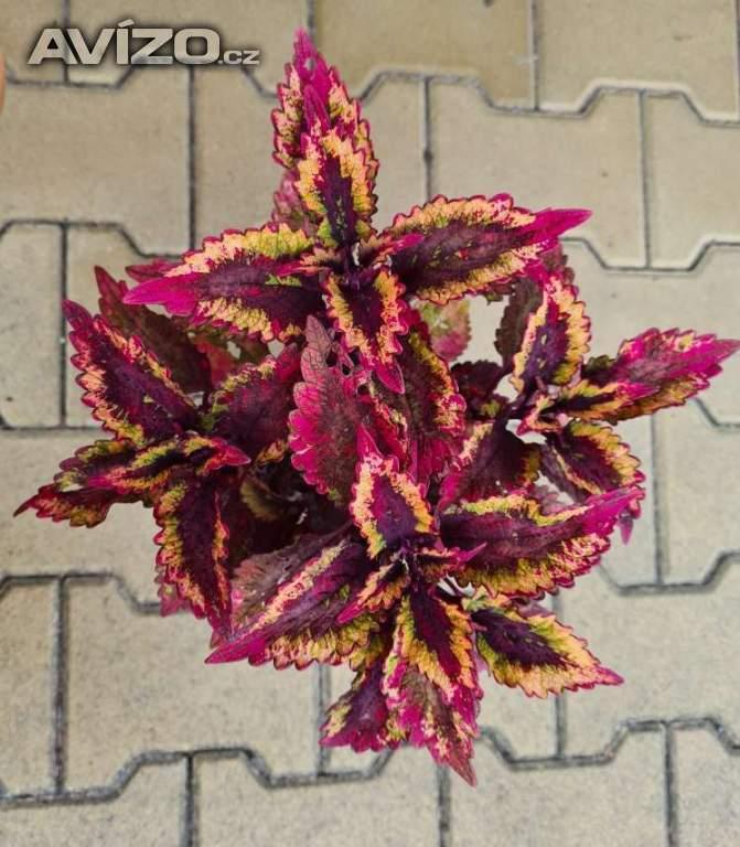 Foto inzerátu Coleus - Africká okrasná kopřiva