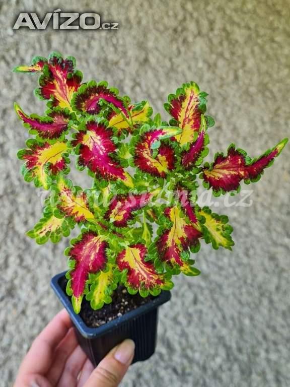 Foto inzerátu Coleus - Africká okrasná kopřiva