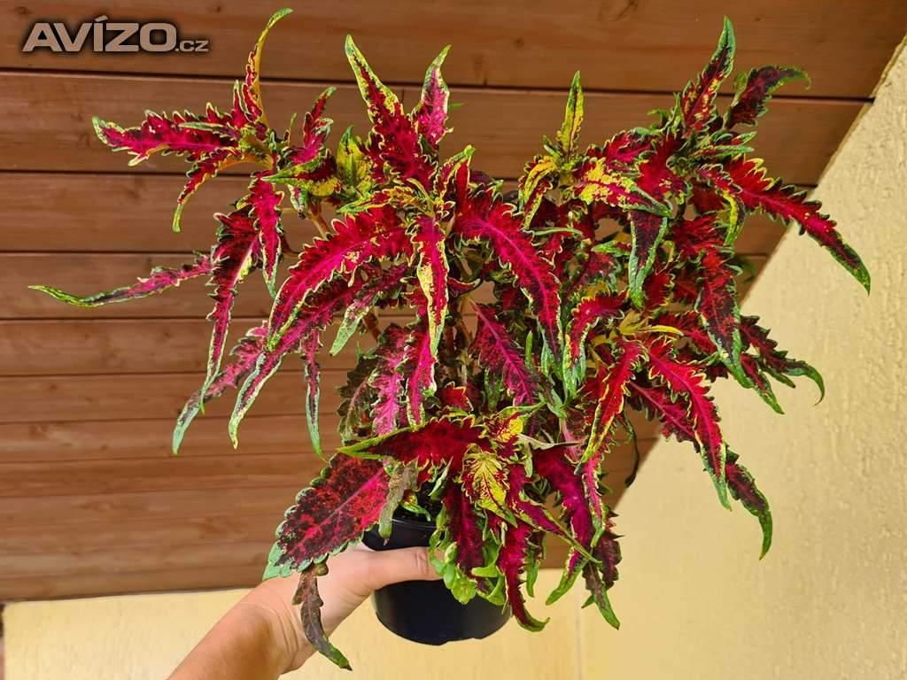 Foto inzerátu Coleus - Africká okrasná kopřiva
