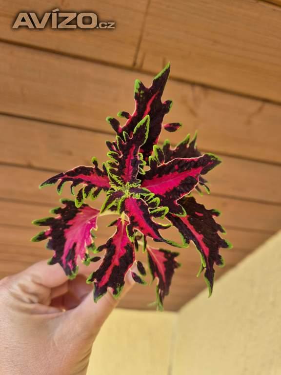 Foto inzerátu Coleus - Africká okrasná kopřiva