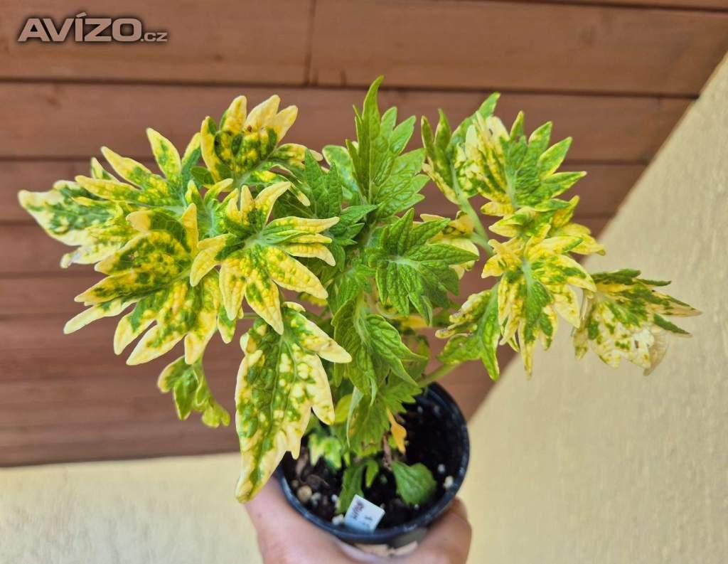 Foto inzerátu Coleus - Africká okrasná kopřiva