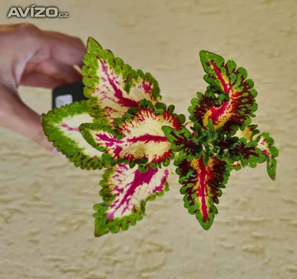 Foto inzerátu Coleus - Africká okrasná kopřiva