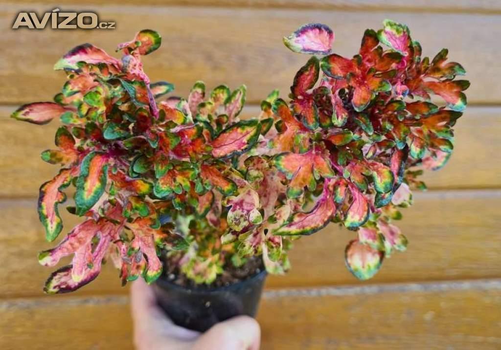 Foto inzerátu Coleus - Africká okrasná kopřiva