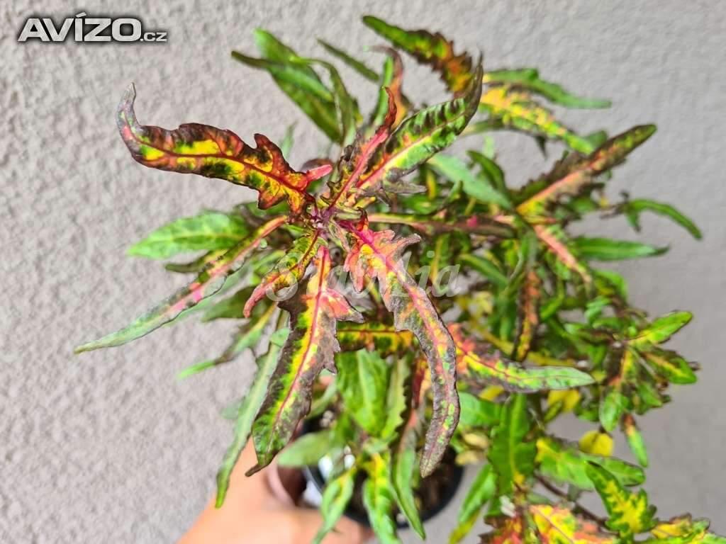 Foto inzerátu Coleus - Africká okrasná kopřiva