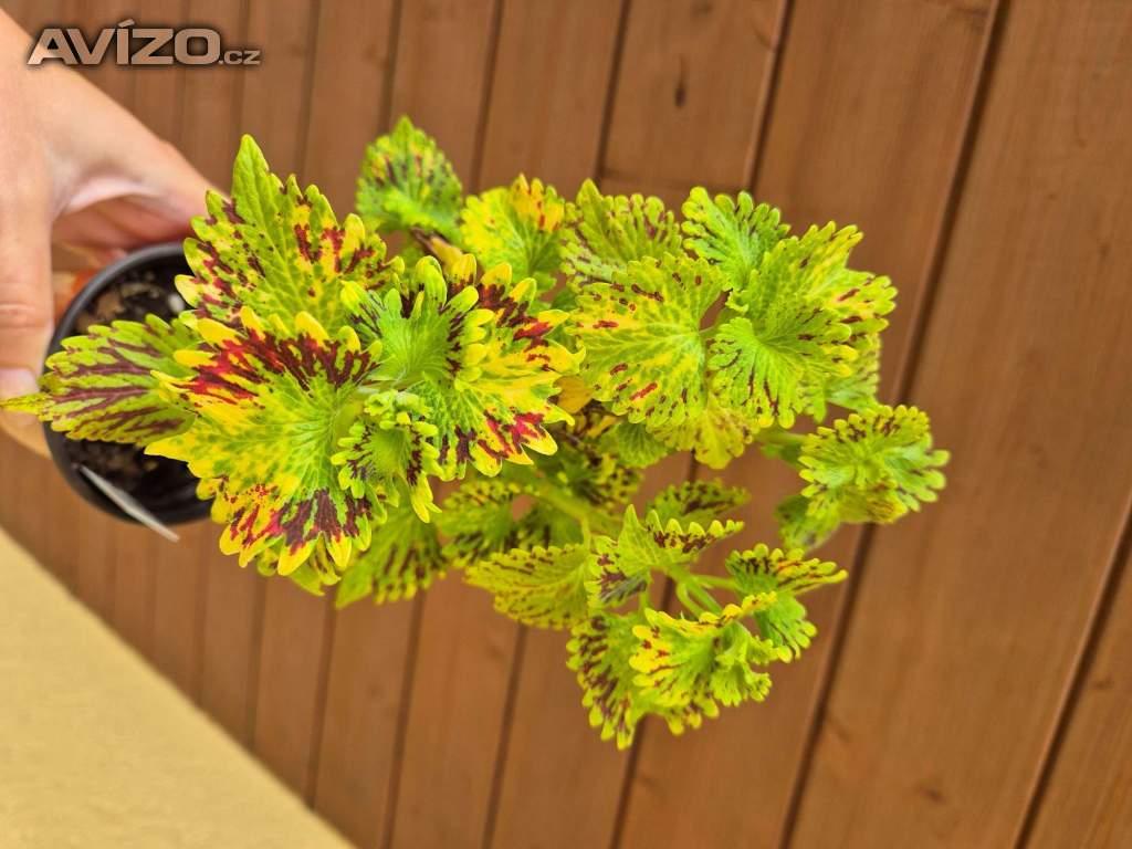 Foto inzerátu Coleus - Africká okrasná kopřiva