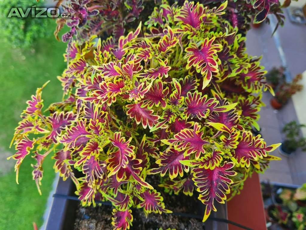 Foto inzerátu Coleus - Africká okrasná kopřiva