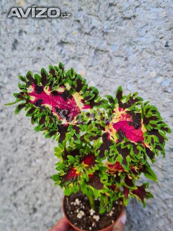 Foto inzerátu Coleus - Africká okrasná kopřiva