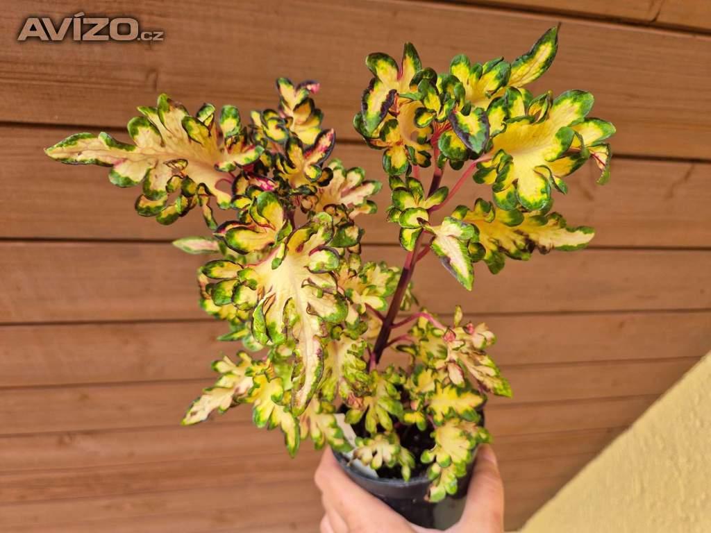 Foto inzerátu Coleus - Africká okrasná kopřiva