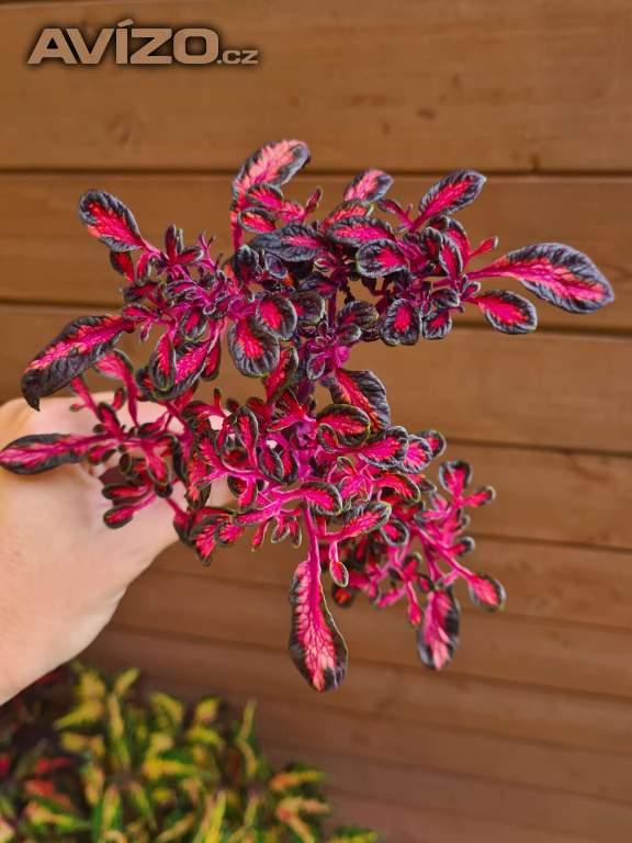 Foto inzerátu Coleus - Africká okrasná kopřiva